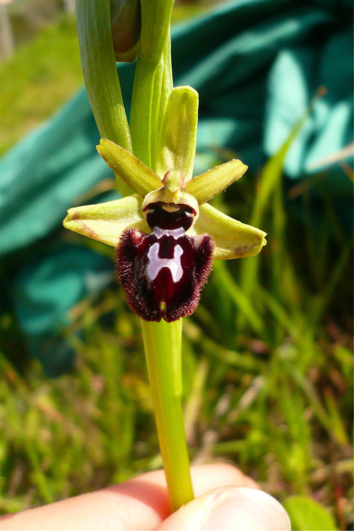 Orchidee nuoresi